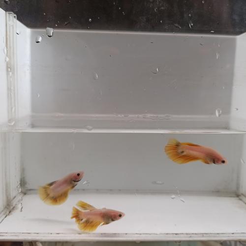 pet valu fish