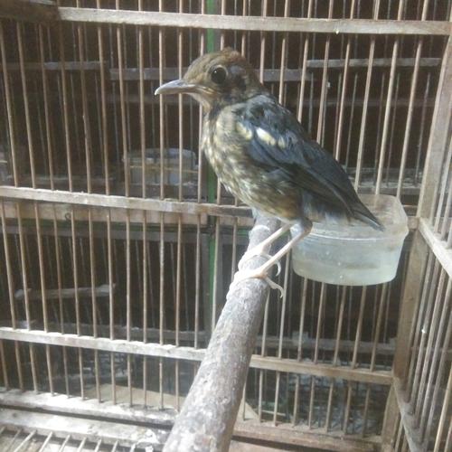Jual Burung Trotol Anis Merah Ring Hellboy Garansi Jaminan Jantan 6 Bln Shopee Indonesia