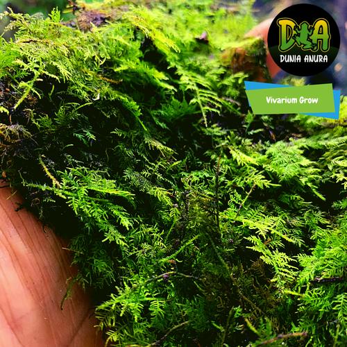 Foto Produk Forrest Moss Mini Christmass (Darat) dari Dunia Anura