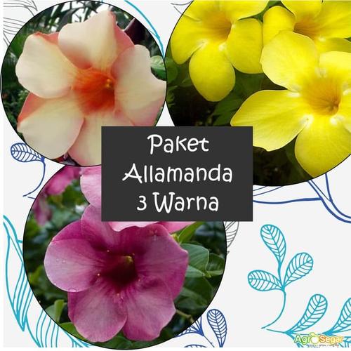Jual Alamanda Tanaman Hias Bunga Variasi Kuning Kota Batu Surgabunga Tokopedia