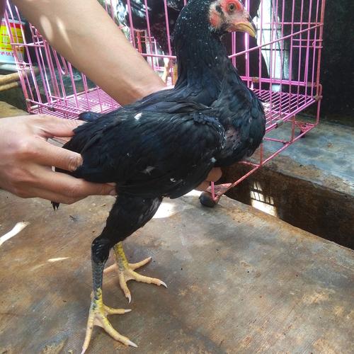 Jual Pakan Ayam Bangkok Betina 93 Kab Pamekasan V Gen Tani Tokopedia