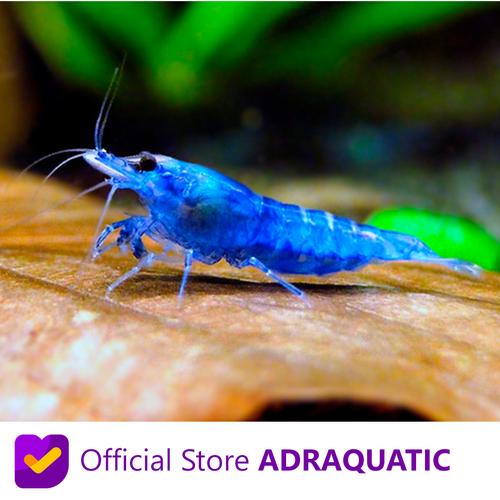 Foto Produk UDANG HIAS BLUE DIAMOND CHERRY SHRIMP NEOCARIDINA AIR TAWAR dari ADRAQUATIC