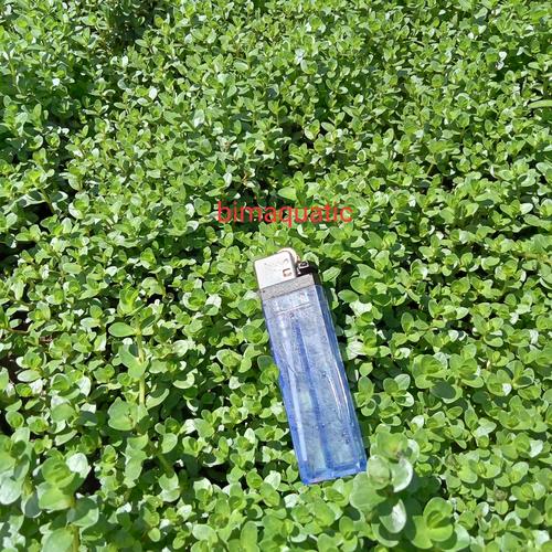 Foto Produk rotala rotundifolia. green/rotun green dari bimaquatic