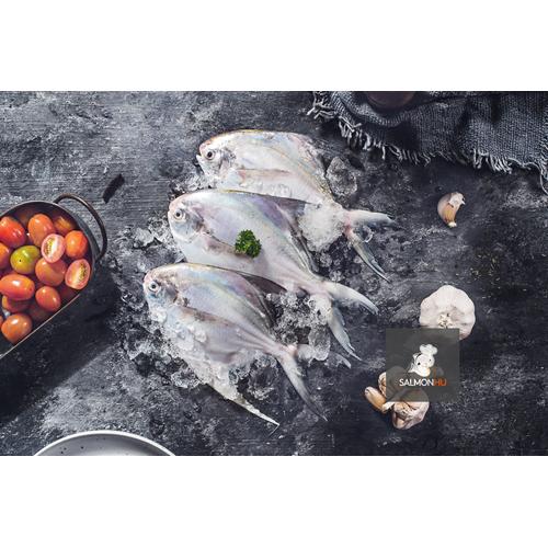 Foto Produk Ikan Bawal Putih SEGAR PREMIUM ukuran 3-4 ekor/kg dari Salmon Hu Jakarta