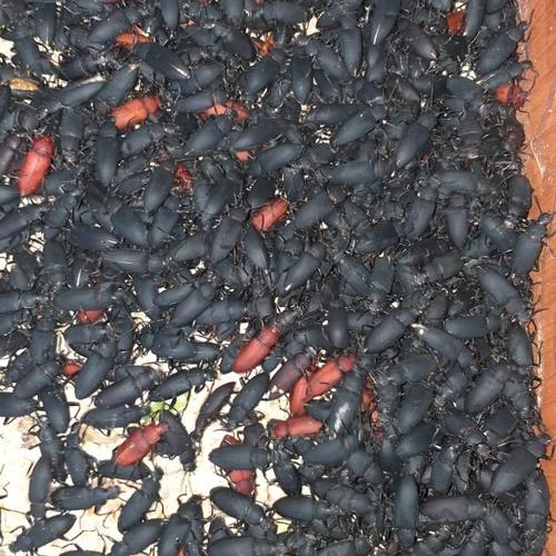 Foto Produk Kepik Ulat Jerman / Kumbang Ulat Jerman dari IzzaSt