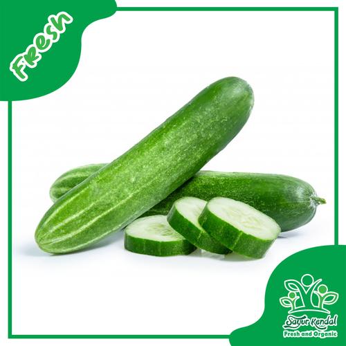 Gambar Fresh Timun Lokal Segar Organik - SayurKendal - 500gr dari Sayur Kendal - Menteng Jakarta Pusat Tokopedia