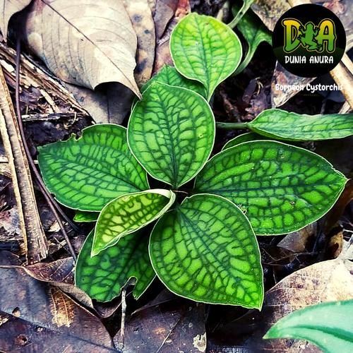 Foto Produk Tanaman Vivarium Borneon Cystorchis - Jewel Orchids dari Dunia Anura