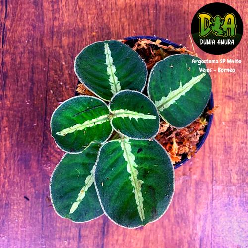 Foto Produk Tanaman Vivarium Argostemma SP White Veins dari Dunia Anura