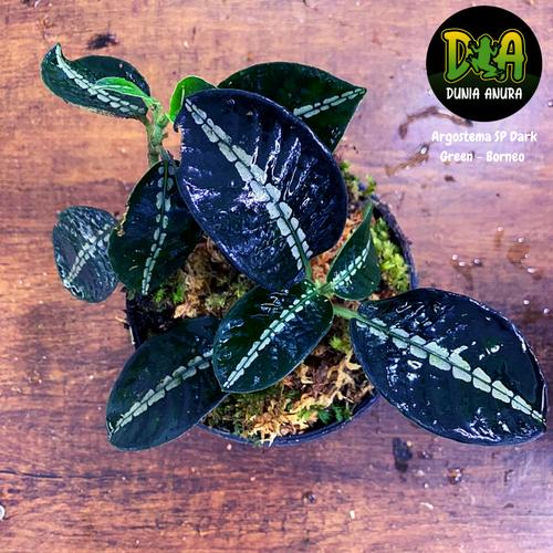Foto Produk Tanaman Vivarium Argostemma SP Dark Green dari Dunia Anura