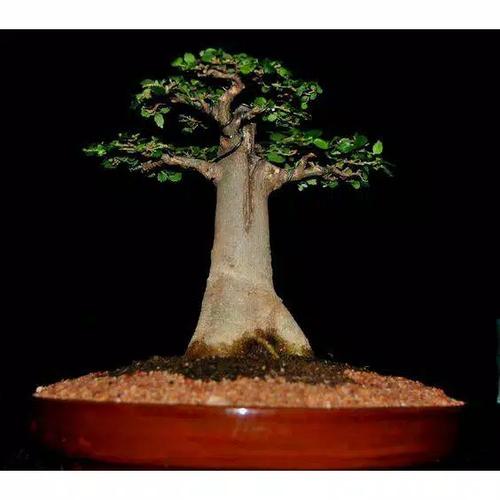 5 Bonsai Gaya Natural yang Menawan dan Aesthetic Jual Bibit Bonsai Baobab Adansonia Digitata Caudex/ Bibit Pohon Kaki Gajah - Kab. Wonosobo - Eenkshop | Tokopedia