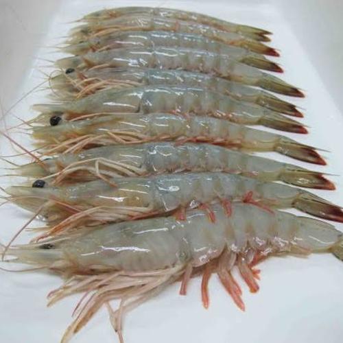 Jual Udang Laut Segar 500gr Besar Kota Bandung Valsica Farm Tokopedia