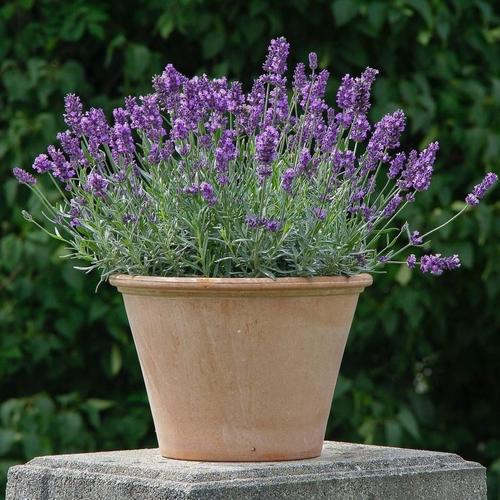 Jual tanaman bunga lavender asli lavandula angustifolia English