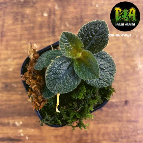 Foto Produk Tanaman VIvarium Dark Sonerila sp Java dari Dunia Anura