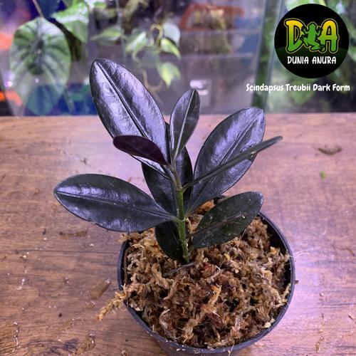 Foto Produk Tanaman Vivarium Chilocarpus sp borneo dari Dunia Anura