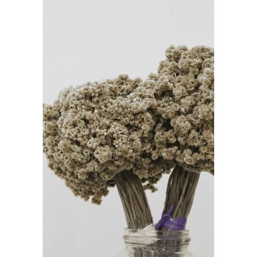 Gambar BUNGA KERING EDELWEIS ISI 40-50 TANGKAI HARGA MURAH MERIAH - NATURAL dari Hope Dekorasi Kab. Sleman Tokopedia
