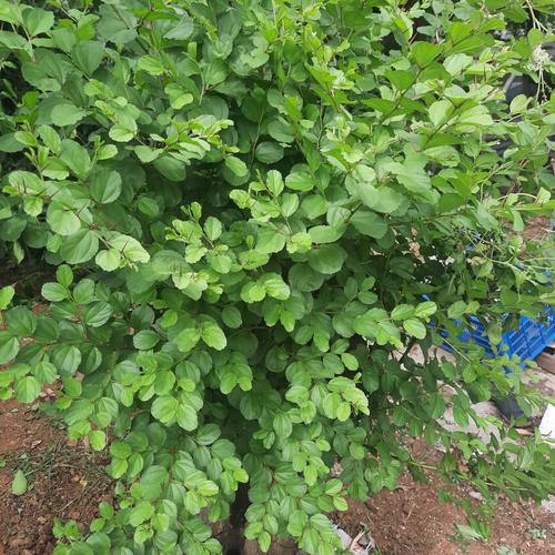 Jual Daun Bidara Fresh Daun Sidr Asli Untuk Ruqyah Kota Bekasi Kurma Abu Zubair Tokopedia