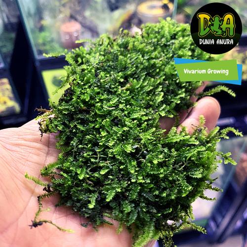 Foto Produk Forrest Moss Java (Darat) dari Dunia Anura