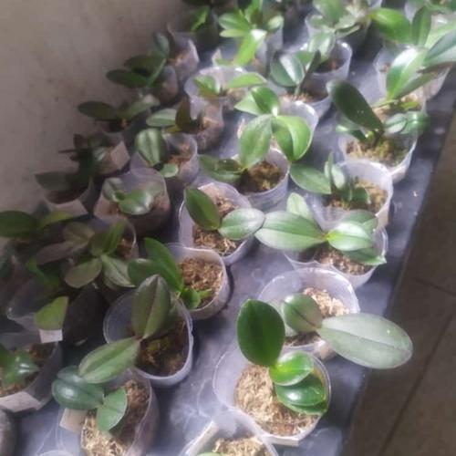 Gambar sedling anggrek bulan dari Angphotorion Kab. Jember Tokopedia