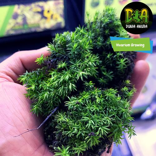 Foto Produk Tanaman Vivarium Whorly Rotala dari Dunia Anura