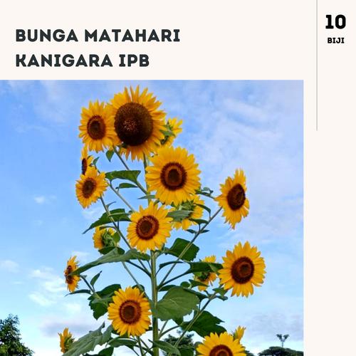 Gambar BENIHPEDIA Bunga Matahari Kanigara IPB benih unggul dari IPB Mart Kota Bogor Tokopedia