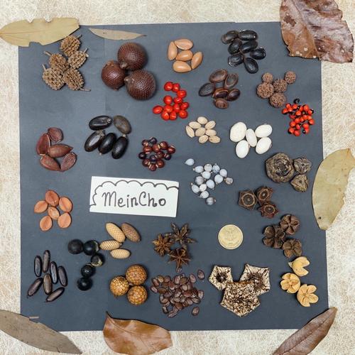 Jual Kolase Biji Kolase Biji-Bijian (5-20biji) - Jali 20 - Kab. Sleman