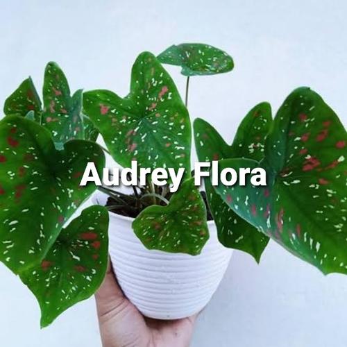Tanaman Roudis Color Jual Tanaman Hias Keladi Tree Color - Kota Depok - Audrey Flora | Tokopedia