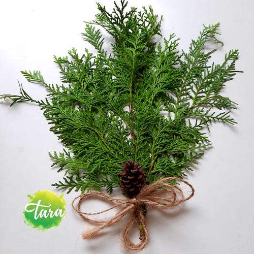Gambar Daun Cemara Kipas Hijau, Fresh Cypress,Art,Photografi, Herb,Printing dari mahatara Kota Bogor Tokopedia