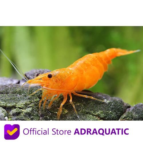 Foto Produk UDANG HIAS ORANGE FIRE CHERRY SHRIMP NEOCARIDINA AIR TAWAR dari ADRAQUATIC