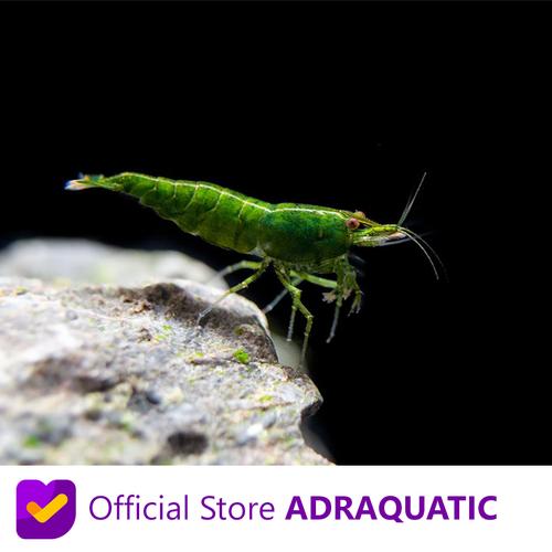 Foto Produk UDANG HIAS GREEN JADE CHERRY SHRIMP NEOCARIDINA AIR TAWAR dari ADRAQUATIC