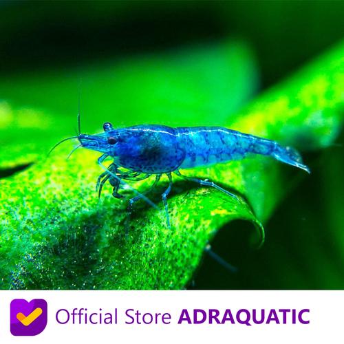 Foto Produk UDANG HIAS BLUE CHERRY SHRIMP NEOCARIDINA AIR TAWAR dari ADRAQUATIC