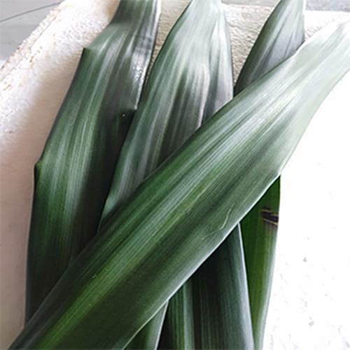 Foto Produk Daun Suji Fresh - Pleomele angustifolia dari RESTU BUMI PERTIWI