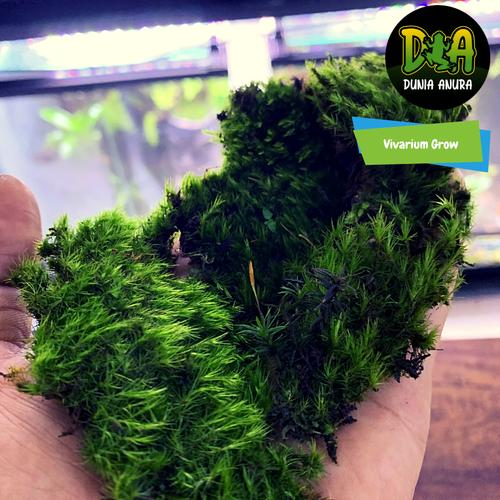 Gambar Forrest Moss Leucobryum Glaucum dari Dunia Anura Jakarta Barat Tokopedia