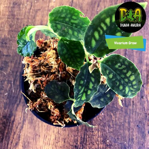Foto Produk cystorchis variegata dari Dunia Anura