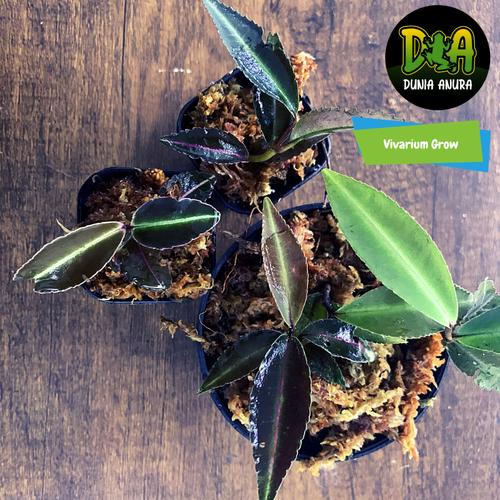 Foto Produk Tanaman Vivarium Labisia SP (Pink Line) dari Dunia Anura