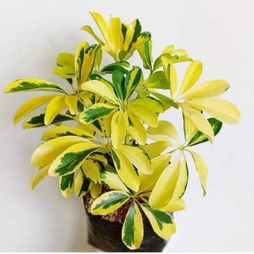 Jual Tanaman Hias Pohon Walisongo Tingi 30 40cm Kab Bogor Dafa Jaya Tanaman Tokopedia