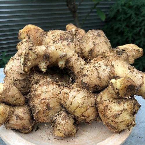 Foto Produk Jahe Gajah - Jahe putih - Jahe segar 500gram - 500gr - 250 gram dari Halona Utama