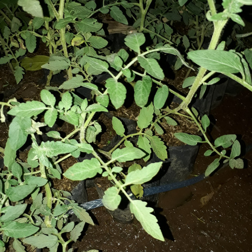 Foto Produk Pohon Tomat Bibit Tomat Sayur Tanaman Hidup dari ORIGINAL FLORA