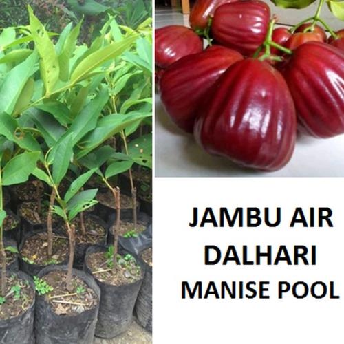 Gambar bibit jambu air dalhari super dari ParadiseGarden Kota Bekasi Tokopedia