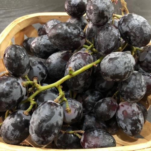 Foto Produk Anggur Hitam Autumm non biji - Segar - fresh dari Halona Utama