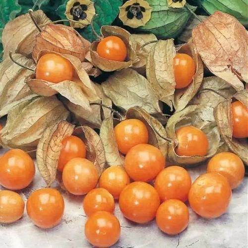 Foto Produk buah ciplukan / cecendet /golden berry murah obat herbal dari aris shop90