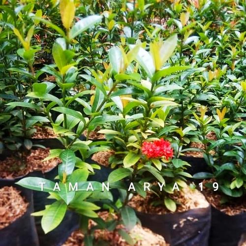 Gambar Tanaman hias asoka india dari TAMAN ARYA 19 Kota Tangerang Selatan Tokopedia
