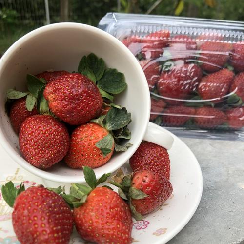 Foto Produk Buah Strawberry Segar Fresh dari Halona Utama