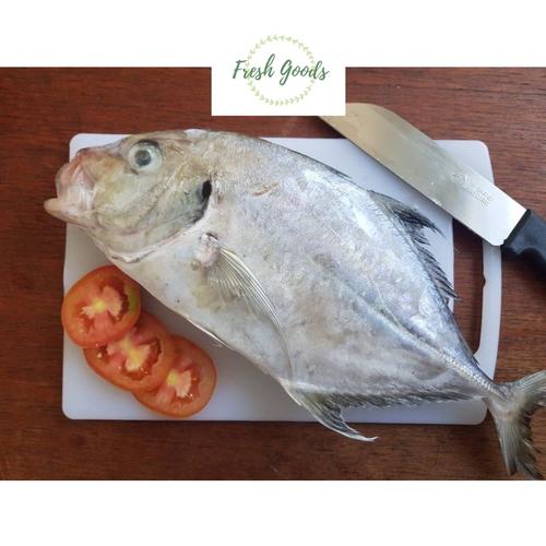Foto Produk ikan kuwe segar - Jumbo dari Jual Hasil Laut