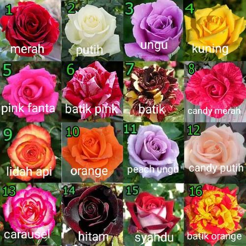 Foto Produk paket 10 pcs bibit bunga mawar bonus 1 pcs dari mbeng_store