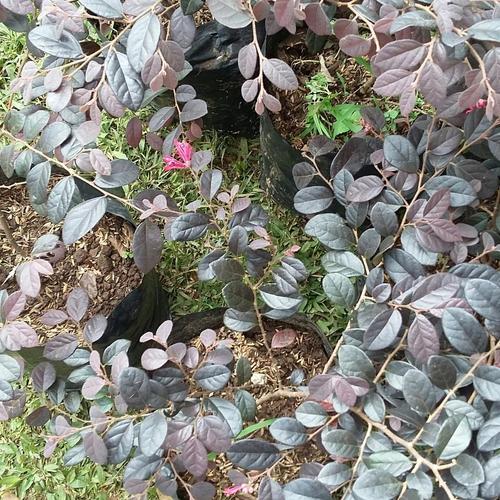 Jual Tanaman Hias Pitalum Akar Merah Kembang Merah Kab Bogor Galanganjay Tokopedia