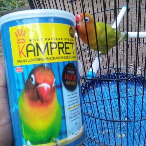 Jual Beli Love Bird Sekitar Ksb Mega Pasiraya Cibarusa Cikarang Selatan Home Facebook