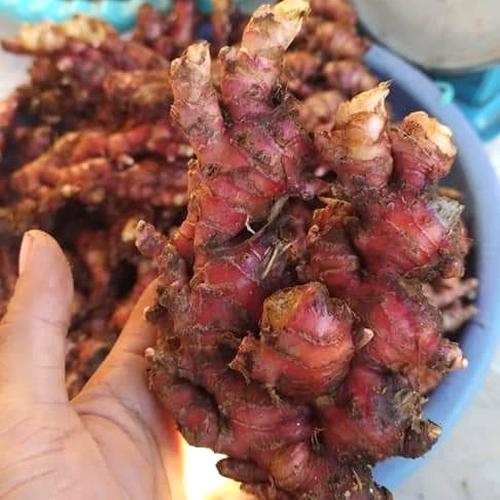 Foto Produk JAHE MERAH FRESH 1KG dari Gudang Jahe