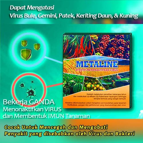 Foto Produk Obat Virus gemini Keriting Daun Kuning Pada Tanaman Cabe 100% Ampuh dari Gahendra Pupuk Organik
