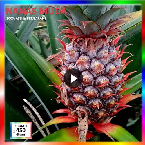 Jual Nanas Muda Asli Pelancar Haid Merah Kab Subang Ainunmedia Tokopedia