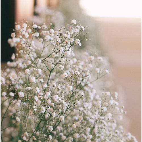Gambar Fresh Baby Breath, Fresh Gypsophila. Dapat dijadikan Dried Flower dari Alam asli farm Jakarta Barat Tokopedia